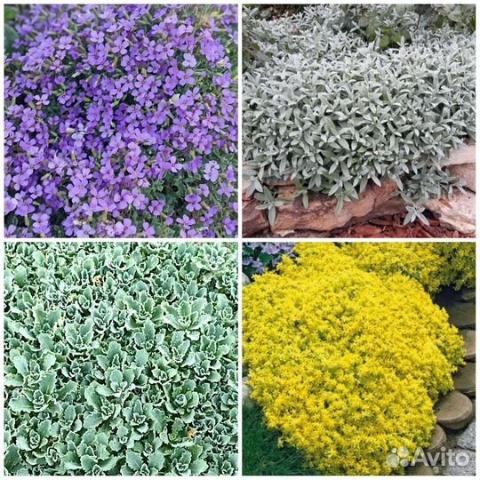 Очиток, обриета, арабис, ясколка