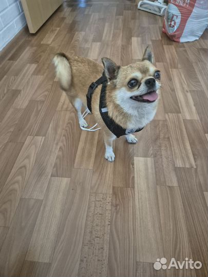 Отдаём в добрые руки