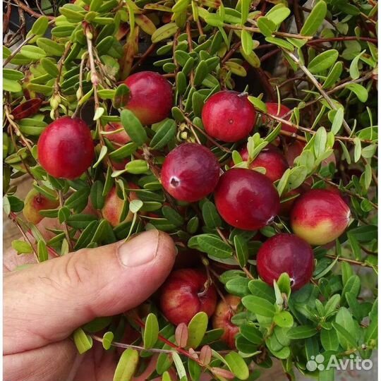 Брусника клюква