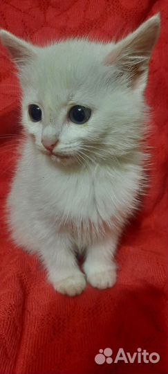 Белый котёнок