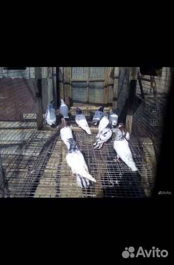 Голуби Высоколётные