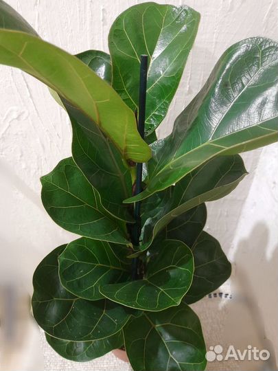 Фикус Лирата Бамбино (Lyrata Bambino)