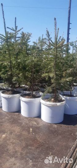 Ель голубая, пихта, кедр, рябина. Саженцы