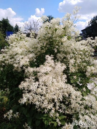 Многолетники для сада