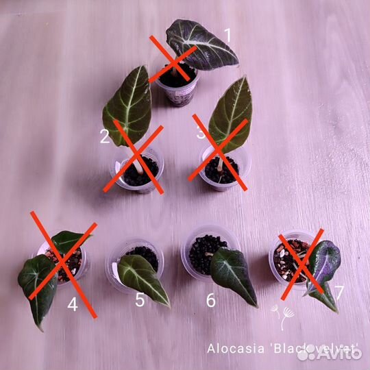 Алоказия Блэк вельвет 