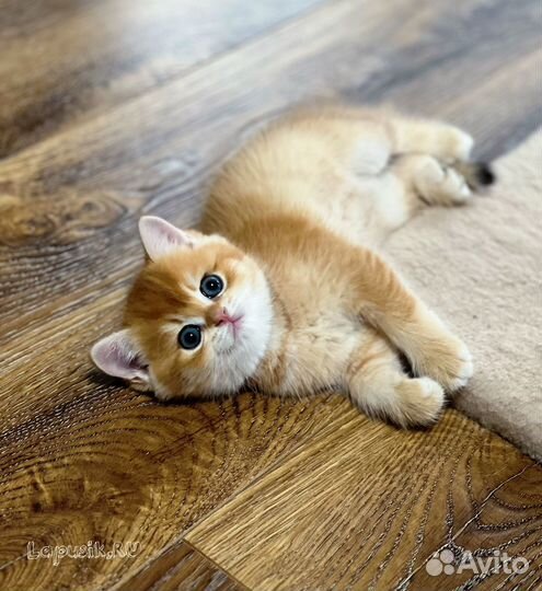 Британская золотая шиншилла