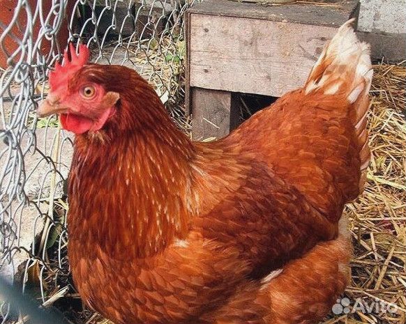 Куры несушки