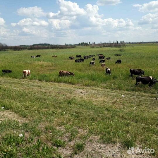 Мясо говядина домашняя