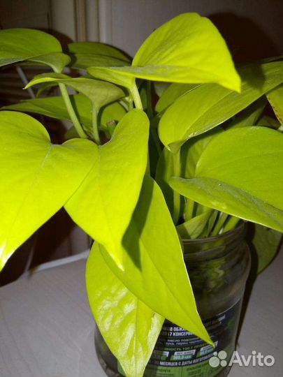 Эпипремнум неон