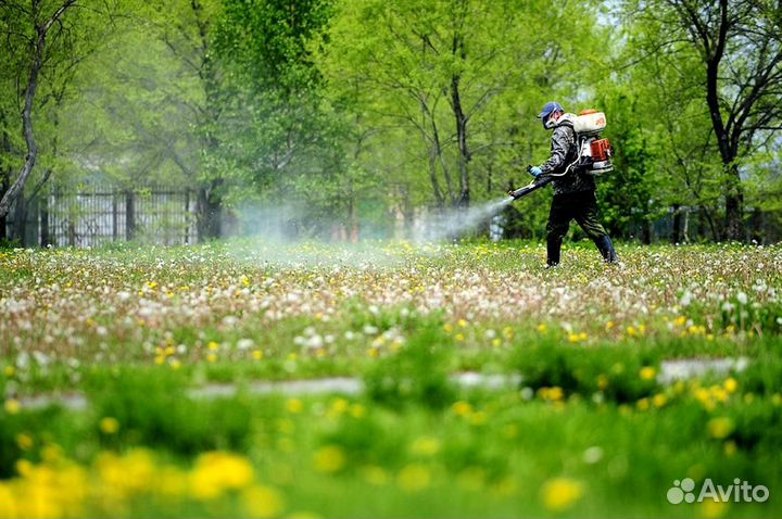 Уничтожение клопов тараканов грызунов блох плесени