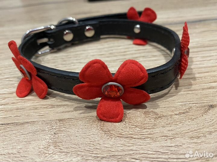 Ошейник на маленькую собачку