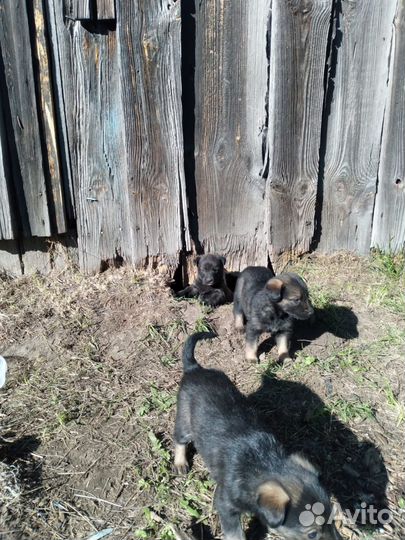 Щенки маленькой дворняшки