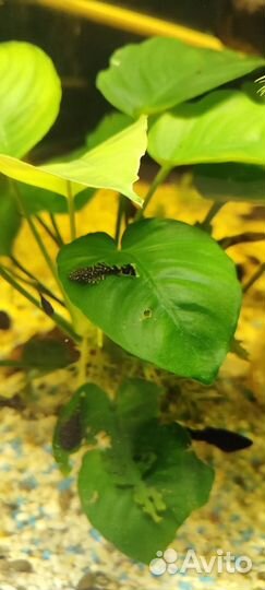 Сомики анциструсы и рыбки малинезии