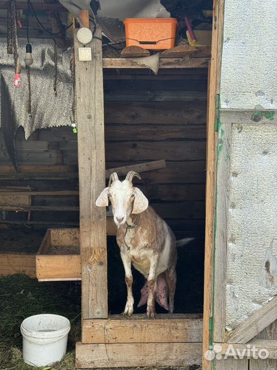 Домашнее козье молоко