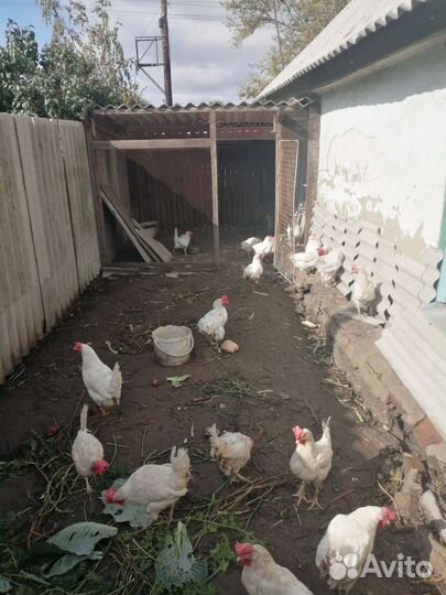 Куры несушки