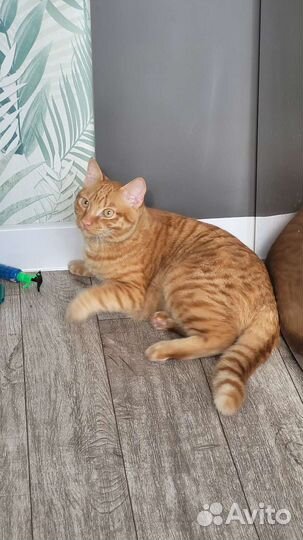 Кот рыжий котЪ