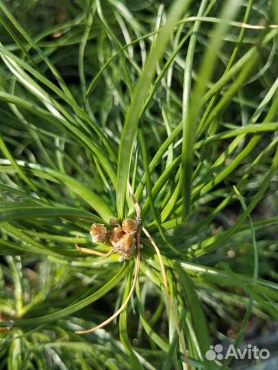 Саженцы сосны обыкновенной (Pinus sylvéstris)