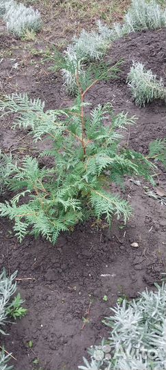 Кипарисовик Лавсона