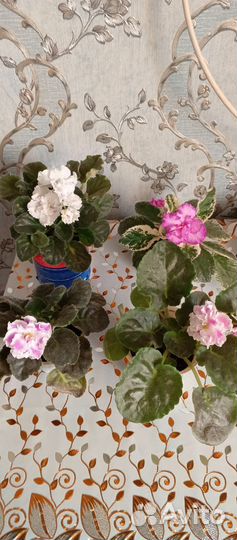 Комнатные цветы