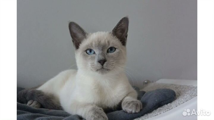 Токинские котята. Токинез