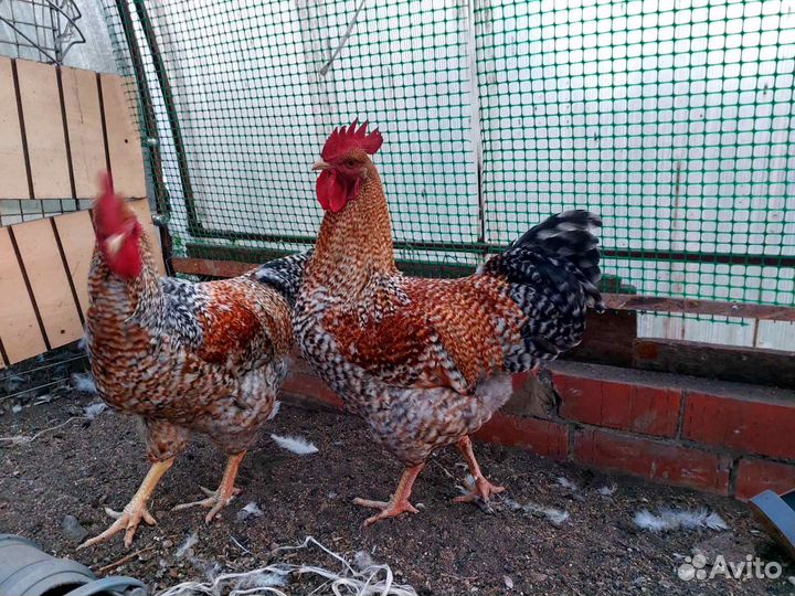 Петух Билефельдер,Барневельдер,Маран