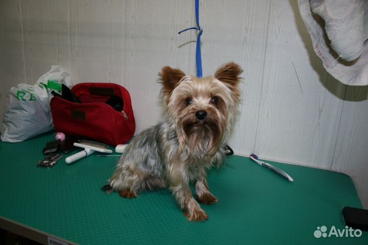 Ветеринарный врач. Ветеринарная клиника. Срочный в