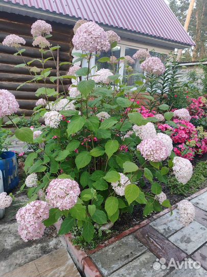 Гортензия саженцы Кандибелле баблгам древовидная