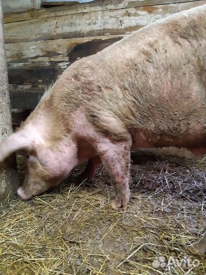 Свиньи дюрок