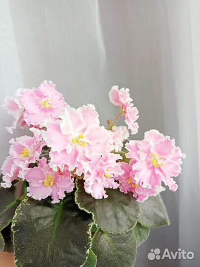 Фиалки листья