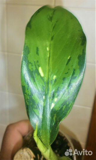 Диффенбахии Аврора и Дракон Скейл