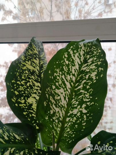 Диффенбахия