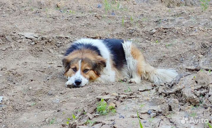 Необыкновенная ласкуша
