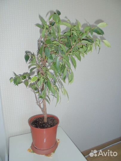 Фикус бенджамина Наташа