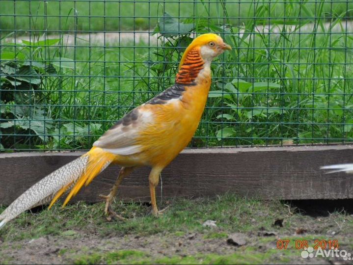 Продажа Фазанов