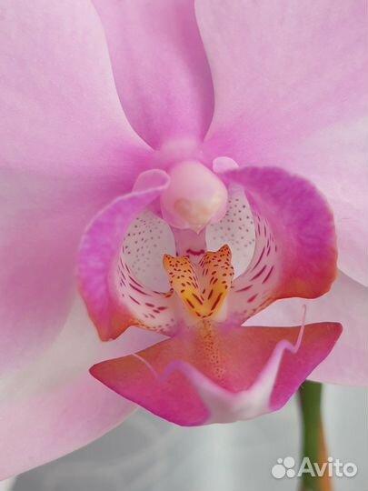 Орхидея фаленопсис Eve