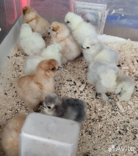 Цыплята Китайские Шёлковые USA