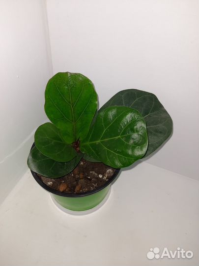 Фикус лирата