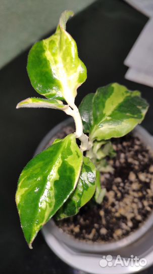 Педилантус Spin Splash