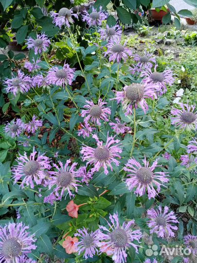 Семена монарды