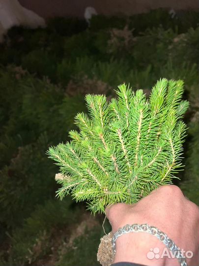 Сеянцы сосны обыкновенной зкс