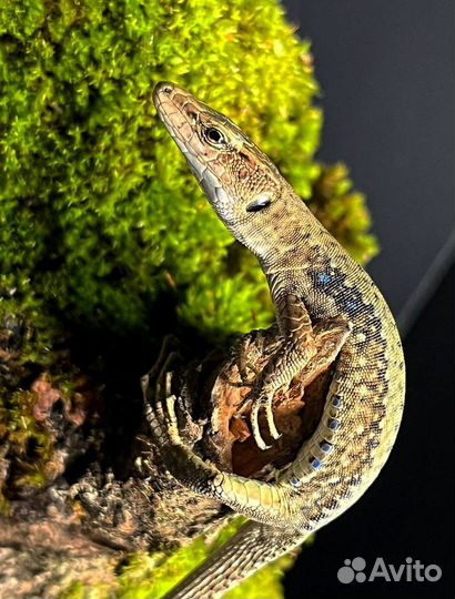 Расскажу все о ящерицах России