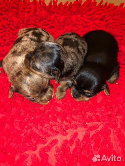 Йоркширский терьер