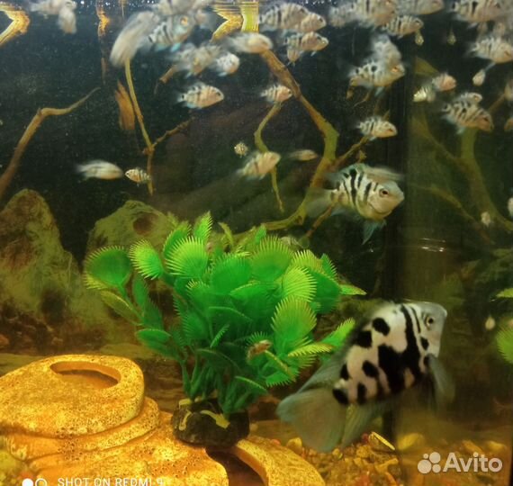 Аквариумные рыбки