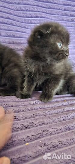 Кошка в дар бесплатно