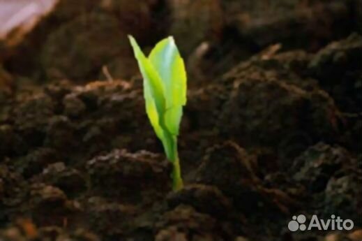 Грунт для теплиц