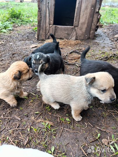 Щенки