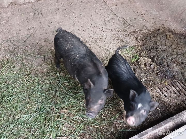 Вьетнамский вислобрюхий хряк