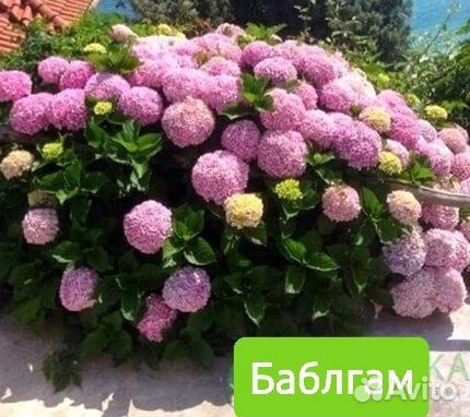 Гортензия