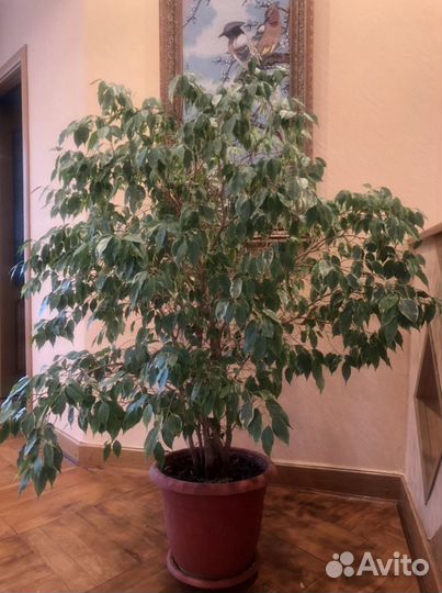 Фикус бенджамина