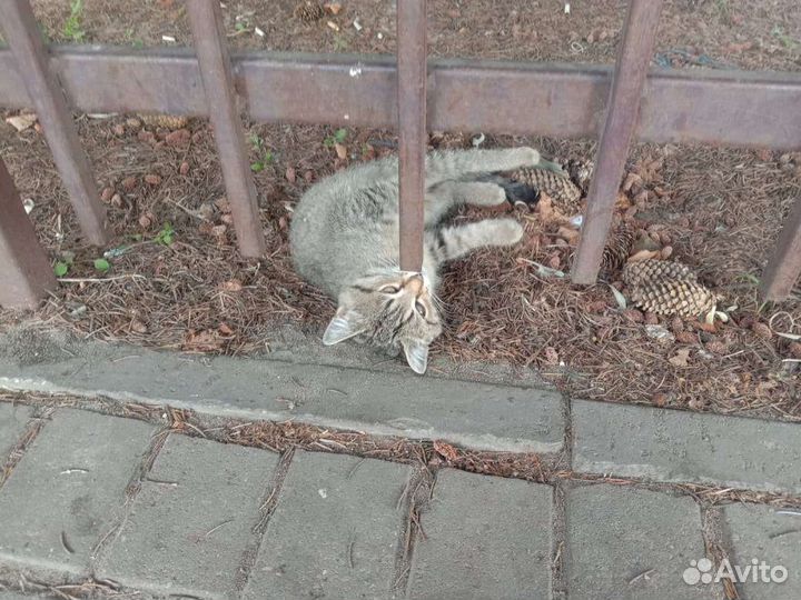 Котёнок ищет приют